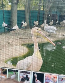 Пробна кауза 